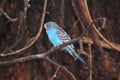 Blue budgerigar Royalty Free Stock Photo