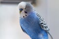 Blue budgerigar sitting on a cage close-up Royalty Free Stock Photo