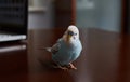 Blue budgerigar is sitting on the table Royalty Free Stock Photo