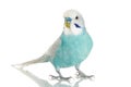 Blue Budgerigar on white background Royalty Free Stock Photo