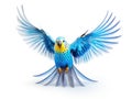 Blue Budgerigar on white background Royalty Free Stock Photo