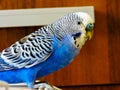 Blue Budgerigar on white background. Blue budgie close up shot. Budgerigars isolated. Royalty Free Stock Photo