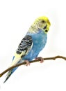 Blue budgerigars bird Royalty Free Stock Photo