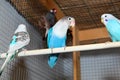 Blue budgerigars in the cage Royalty Free Stock Photo
