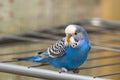 Blue budgie Royalty Free Stock Photo