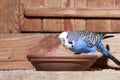 Blue budgie Royalty Free Stock Photo