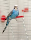 Blue budgie Royalty Free Stock Photo