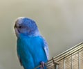 Blue budgie bird on cage