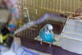 Blue budgie bird on cage