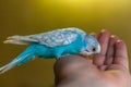 Blue budgie bird on hand Royalty Free Stock Photo