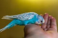 Blue budgie bird on hand