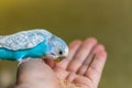 Blue budgie bird on hand Royalty Free Stock Photo