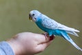 Blue budgie bird on hand Royalty Free Stock Photo