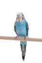 Blue budgie bird