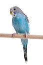 Blue budgie bird