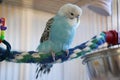 Blue budgie on colorful rope perch Royalty Free Stock Photo