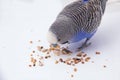 Blue budgie eats grains on a white background