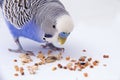 Blue budgie eats grains on a white background