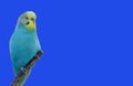 Blue budgie Melopsittacus undulatus isolated on a small branch. Royalty Free Stock Photo