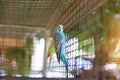 Blue budgie parrot pet bird or budgerigar parakeet common in the cage bird farm Royalty Free Stock Photo