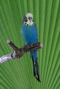 Blue budgie on perch Royalty Free Stock Photo