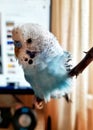 Blue budgie. Blue wavy parrot on branch