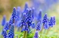 Blue buds flowers Muscari armeniacum or Grape Hyacinth