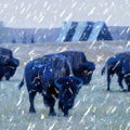 blue buffalo herd in snowstorm