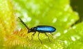 Blue bug Royalty Free Stock Photo