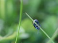 Blue bug hanging on a blade of grass