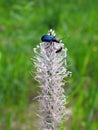 Blue bug on timothy plant Royalty Free Stock Photo