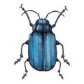 Blue bug watercolor illustration isolated Royalty Free Stock Photo
