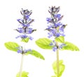 Blue bugle or Ajuga reptans isolated on white background Royalty Free Stock Photo