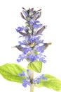 Blue bugle or Ajuga reptans isolated on white background Royalty Free Stock Photo