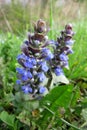 Blue Bugle or Bugleweed (Ajuga reptans)