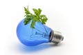 Blue bulb and parsley