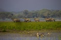 Blue Bull Herd