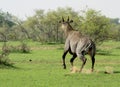 A Blue Bull, or Nilgai Antelope, running away