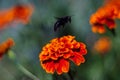 Blue bumblebee on the inflorescence of the black-hens in the botanical garden. The flower is very rich and bright. Pollination of