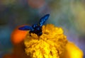 Blue bumblebee on the inflorescence of the black-hens in the botanical garden. The flower is very rich and bright. Pollination of