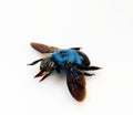 Blue bumblebee isolated on white. Xylocopa caerulea macro close up, collection insects