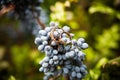 Blue bunch grapes and wedding rings Royalty Free Stock Photo