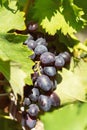 Blue bunches of grapes hang from the vine close-up. Grapes on a vine in green leaves, autumn natural background, selective focus. Royalty Free Stock Photo