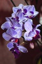 Blue-burgundy mini phalaenopsis orchids with flowers and buds on a dark background. Beautiful orchid flowers. Selective Royalty Free Stock Photo