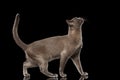 Blue Burmese Kitten on Isolated black background