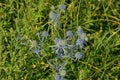 Blue bush of wild thorny burdock in green vegetation