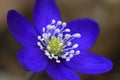 Blue buttercup Royalty Free Stock Photo