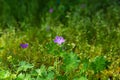 Blue buttercup Royalty Free Stock Photo