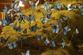 Blue butterflies above nativity creche scene