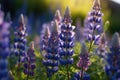 Blue butterflies flutter among purple lupine flowers, AI